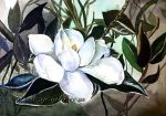 Bianca magnolia
