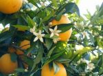 Arancio fiore