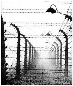 Erba di Buchenwald