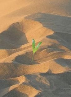 Germoglio nel deserto