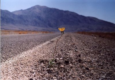 Fiore nel deserto