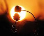 Come un fiore disperso nel verde