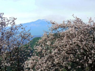 Teorema del mandorlo in fiore