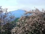 Teorema del mandorlo in fiore