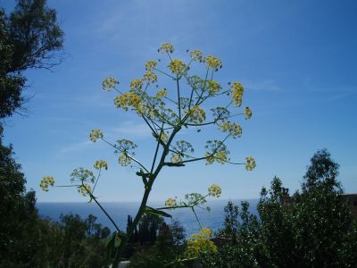 Ferula communis