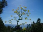 Ferula communis