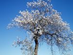 Fiori di mandorlo