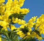 Profumo di mimosa