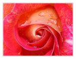 Vezzo di rosa