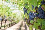 Il vino dei poeti