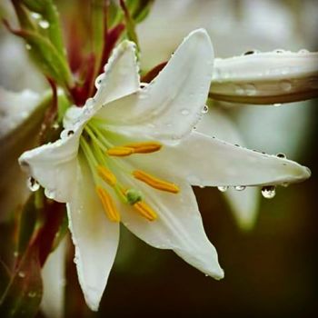 Il pianto di un fiore