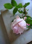 Rosa profumata rinascerò