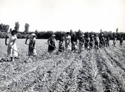 Vita Contadina Poesia Di Stefana Pieretti Introspezione