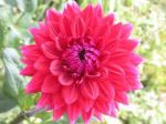 Dalia