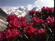 Il rododendro rosso