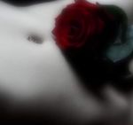 Rosa rossa dell’Amore