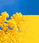 Donna mimosa bandiera Ucraina