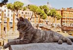 Me chiamo Meo so er mejo gatto der Colosseo