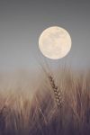 Luna sul grano