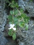 Fiore nella roccia