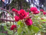 Rose di maggio