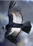 Nato per volare