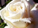 La rosa bianca  