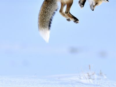 Le tracce della volpe sulla neve