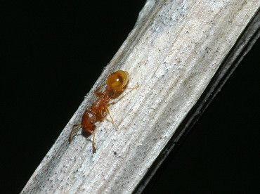 La formica  