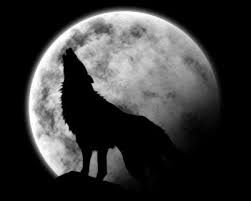 Il destino del lupo innamorato