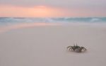 Il granchio sulla spiaggia