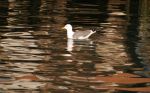 Riflessi