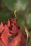 Il nostro amore è un bocciolo