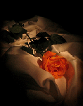 Una rosa rossa  