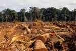 De árboles destruidos y hambrientos animales