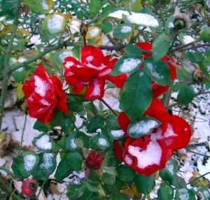 Neve sopra le rose
