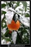 L'inverno nei mandarini