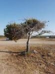 L'albero che guarda il mare