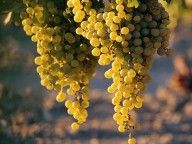 Qui nella vigna che ci vide pampini
