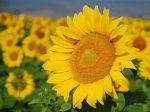 I Girasoli