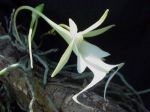 Orchidea fantasma
