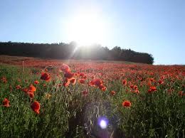 Risorgerai in unalba di primavera