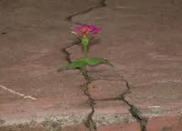 Nel deserto nascer un fiore