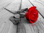 Rosa rossa