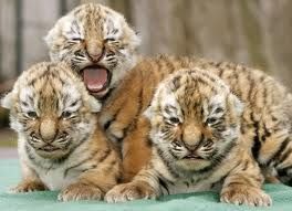 Tre tigri contro tre tigri  