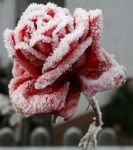 La rosa dell'inverno