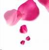 Tre petali di rosa