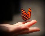 Papiliones volant, adulescentes amant