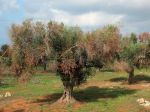 Xylella