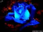 Blue rose  